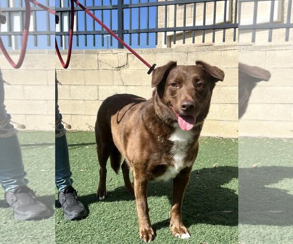 Medium Photo #6 Aussiedor Puppy For Sale in Rockwall, TX, USA
