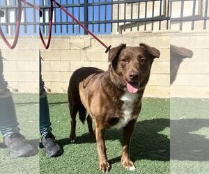 Jake - Male Aussiedor Dog for Adoption - Photo #6