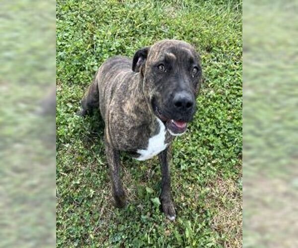 Medium Photo #3 American Pit Bull Terrier-Unknown Mix Puppy For Sale in Sistersville, WV, USA