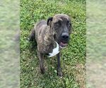 Small #2 American Pit Bull Terrier Mix