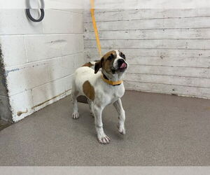 Boxador Dogs for adoption in San Bernardino, CA, USA