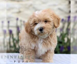 Maltipoo Puppy for sale in LEBANON, PA, USA