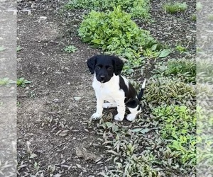 Medium Brittany