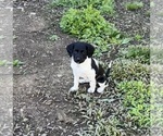 Puppy Wren Brittany