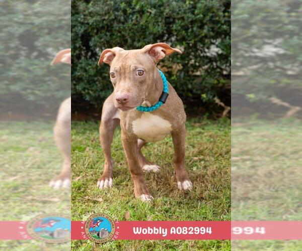 Medium Photo #2 American Bulldog-Unknown Mix Puppy For Sale in Mobile, AL, USA