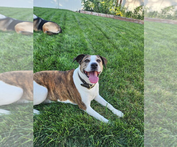 Medium Photo #1 Boxer-Staffordshire Bull Terrier Mix Puppy For Sale in Salt Lake City, UT, USA