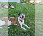 Small Boxer-Staffordshire Bull Terrier Mix