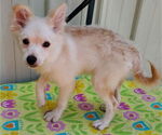 Small #1 Pomeranian