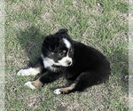 Small Photo #37 Miniature Australian Shepherd Puppy For Sale in ARDMORE, OK, USA