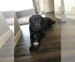 Small Photo #1 Labrador Retriever Puppy For Sale in THORNTON, CO, USA