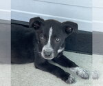 Small #8 Borador
