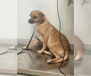 Chihuahua Dogs for adoption in Bakersfield, CA, USA