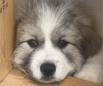 Puppy 9 Great Pyrenees