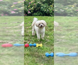 Casper - Male Shih Tzu Dog for Adoption - Photo #3