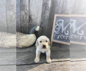 Labrador Retriever Puppy for sale in MAYSVILLE, GA, USA