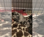 Small Photo #494 French Bulldog Puppy For Sale in CERES, CA, USA