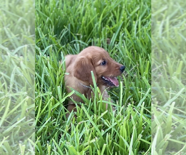 Medium Photo #3 Golden Retriever Puppy For Sale in AQUILLA, TX, USA
