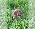 Small Photo #3 Golden Retriever Puppy For Sale in AQUILLA, TX, USA