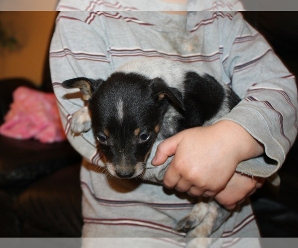 Medium Photo #3 Australian Cattle Dog-Rat Terrier Mix Puppy For Sale in CLARKRANGE, TN, USA