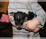 Small Photo #3 Australian Cattle Dog-Rat Terrier Mix Puppy For Sale in CLARKRANGE, TN, USA