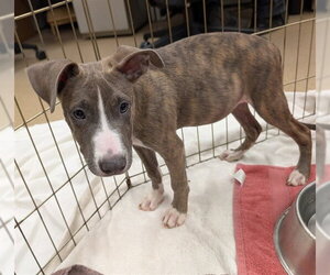Mutt Dogs for adoption in Plano, TX, USA