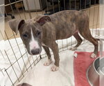 GABE - Male Mutt Dog for Adoption - Small photo