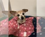 Small Chihuahua