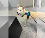 Small Siberian Husky