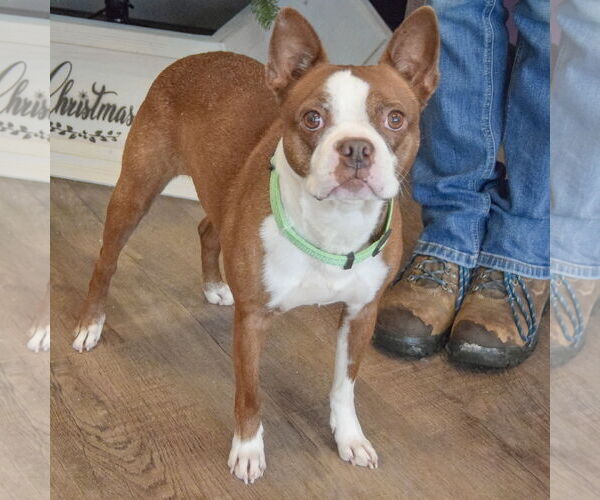 Medium Photo #4 Boston Terrier Puppy For Sale in Huntley, IL, USA