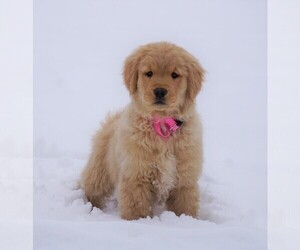 Golden Retriever Puppy for sale in FREDERICKSBG, OH, USA