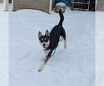Small #4 Australian Kelpie-Siberian Husky Mix
