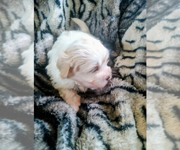 Medium Photo #3 Mal-Shi Puppy For Sale in WOBURN, MA, USA