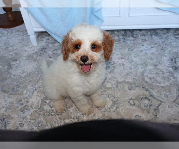 Medium Photo #4 Goldendoodle (Miniature) Puppy For Sale in GIRARD, KS, USA