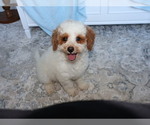 buddy - Male Goldendoodle (Miniature) Puppy for Sale - Photo #4