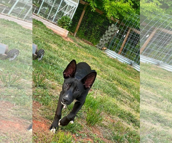 Medium Photo #13 Mutt Puppy For Sale in Holly Springs, NC, USA
