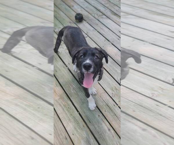 Medium Photo #16 Labrador Retriever-Unknown Mix Puppy For Sale in Murfreesboro, NC, USA