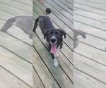 Small #15 Labrador Retriever Mix