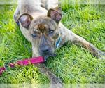 Small Bullboxer Pit