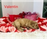 Small Photo #7 Goldendoodle Puppy For Sale in CEREDO, WV, USA