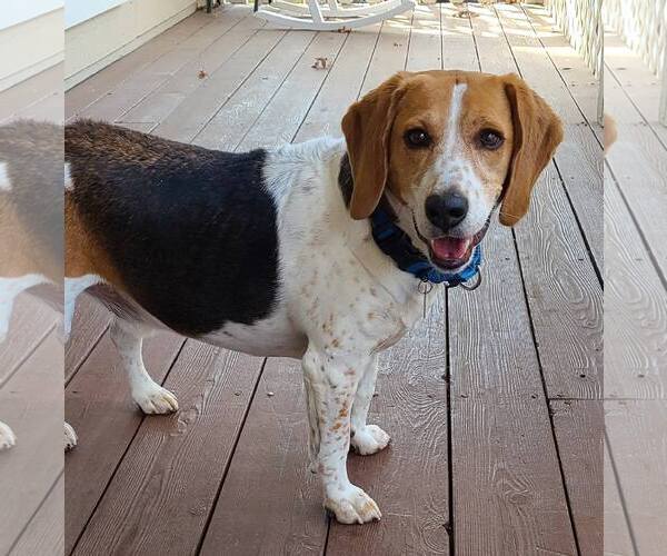 Medium Photo #2 Beagle Puppy For Sale in Atlanta, GA, USA