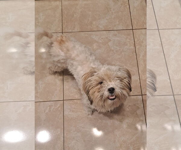 Medium Photo #5 Shih Tzu-Unknown Mix Puppy For Sale in Corona, CA, USA