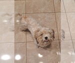 Small #4 Shih Tzu Mix