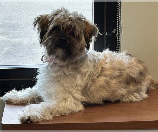 Medium Photo #1 Shih Tzu-Unknown Mix Puppy For Sale in Dedham, MA, USA