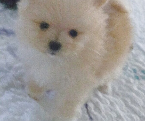 Medium Photo #7 Pomeranian Puppy For Sale in MENIFEE, CA, USA