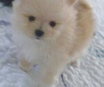 Small Photo #20 Pomeranian Puppy For Sale in MENIFEE, CA, USA