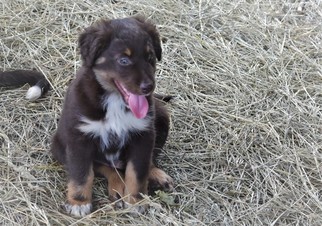 Australian Shepherd Puppy for sale in BLUE RIDGE, VA, USA