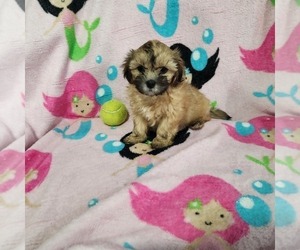 Medium Shorkie Tzu-Zuchon Mix