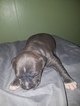 Small Photo #9 American Pit Bull Terrier Puppy For Sale in GRIFFIN, GA, USA