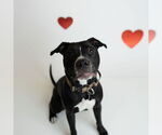 Small #14 American Pit Bull Terrier