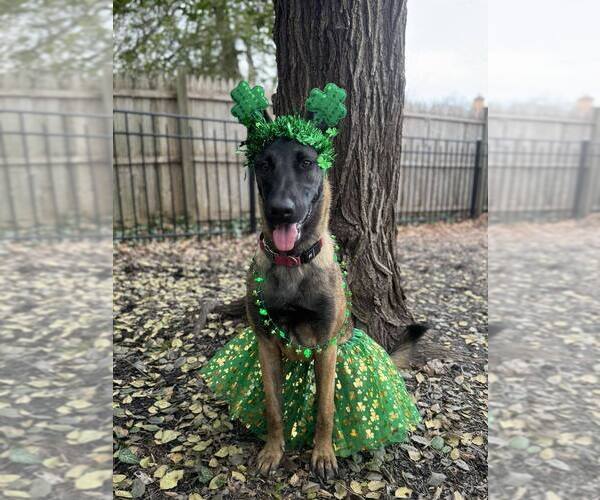 Medium Photo #14 Mutt Puppy For Sale in Imlay City, MI, USA